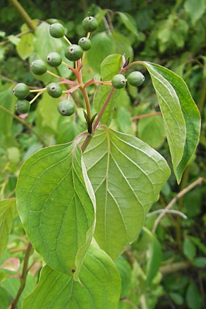 Cornus sanguinea \ Blutroter Hartriegel, Roter Hartriegel, D Mannheim 10.7.2011