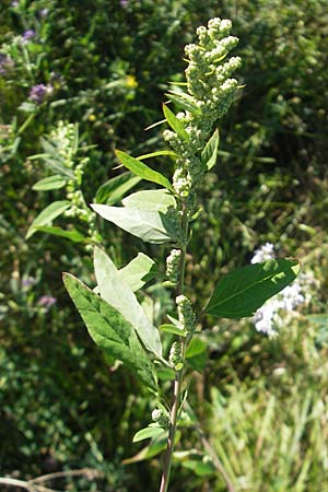 Chenopodium strictum \ Streifen-Gnsefu / Striped Goosefoot, Lateflowering Goosefoot, D Mannheim 10.9.2011