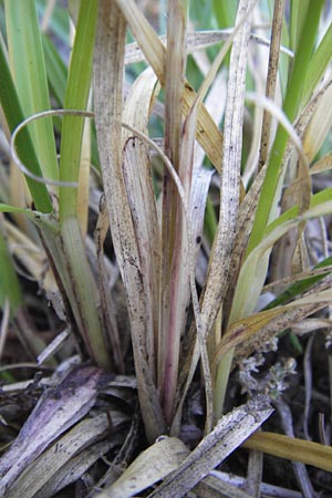 Carex spicata \ Stachel-Segge, Korkfrchtige Segge / Spicate Sedge, Prickly Sedge, D Mannheim 27.8.2012