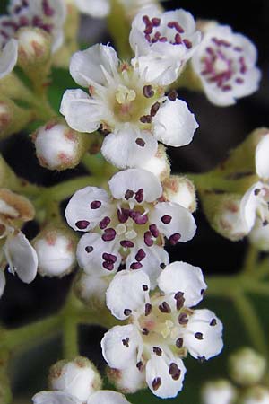 Cotoneaster sargentii \ Immergrne Strauchmispel, Weidenblttrige Felsenmispel, D Ludwigshafen 10.6.2013