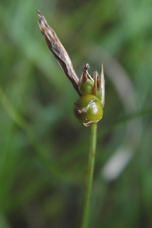 Carex supina \ Steppen-Segge, Zwerg-Segge / Dwarf Sedge, D Mannheim 27.6.2013