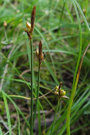 Carex supina \ Steppen-Segge, Zwerg-Segge, D Mannheim 27.6.2013