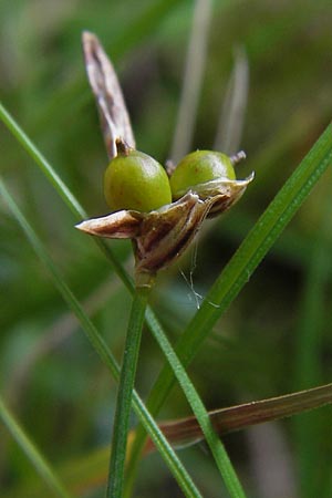 Carex supina \ Steppen-Segge, Zwerg-Segge, D Mannheim 27.6.2013