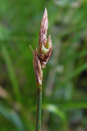 Carex supina \ Steppen-Segge, Zwerg-Segge, D Mannheim 27.6.2013