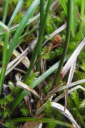 Carex supina \ Steppen-Segge, Zwerg-Segge / Dwarf Sedge, D Mannheim 27.6.2013