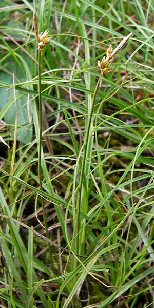 Carex supina / Dwarf Sedge, D Mannheim 27.6.2013