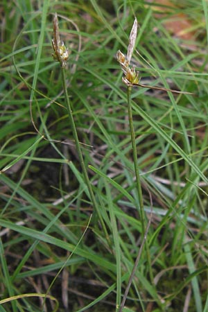 Carex supina \ Steppen-Segge, Zwerg-Segge, D Mannheim 27.6.2013