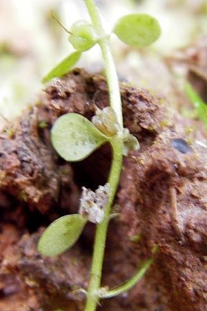 Callitriche stagnalis \ Teich-Wasserstern / Pond Water Starwort, D Odenwald, Erbach 24.8.2013