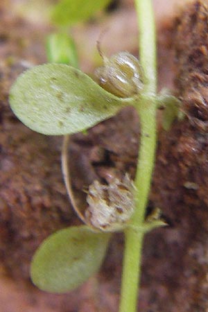 Callitriche stagnalis \ Teich-Wasserstern / Pond Water Starwort, D Odenwald, Erbach 24.8.2013