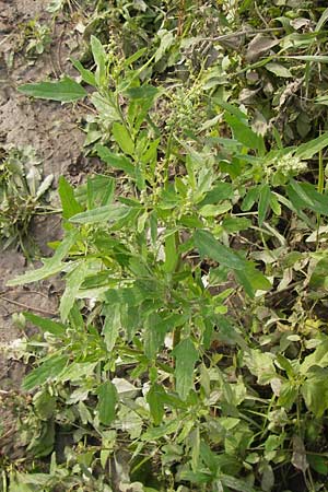 Chenopodium suecicum ? \ Grner Gnsefu, Schwedischer Gnsefu / Swedish Goosefoot, D Mannheim 25.9.2013