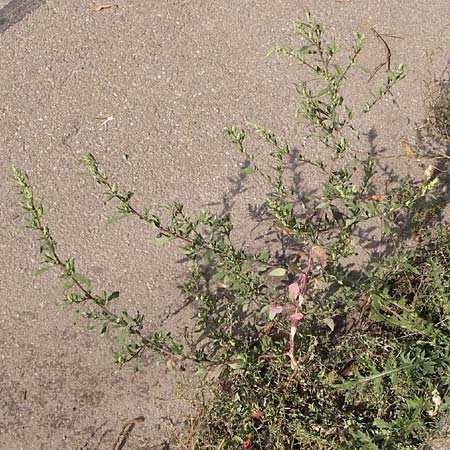 Chenopodium strictum \ Streifen-Gnsefu / Striped Goosefoot, Lateflowering Goosefoot, D Mannheim 29.9.2013