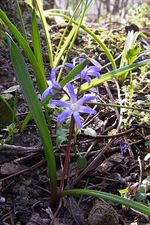 Scilla luciliae \ Lucile-Schneeglanz, Lydische Sternhyazinthe, D Heppenheim 17.3.2014