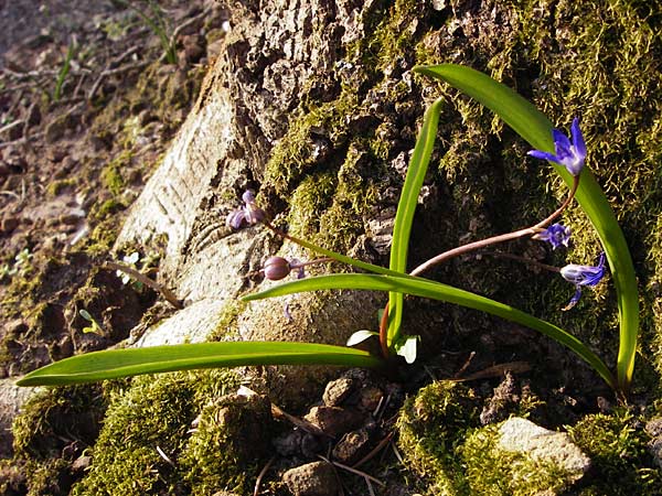 Scilla luciliae \ Lucile-Schneeglanz, Lydische Sternhyazinthe, D Heppenheim 17.3.2014