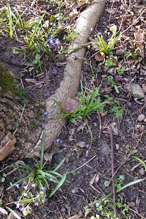 Scilla luciliae \ Lucile-Schneeglanz, Lydische Sternhyazinthe, D Heppenheim 17.3.2014