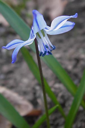 Scilla siberica agg. \ Sibirischer Blaustern / Siberian Squill, D Mannheim 19.3.2014