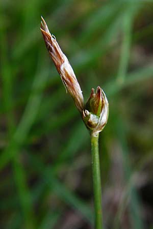 Carex supina \ Steppen-Segge, Zwerg-Segge, D Mannheim 20.5.2014