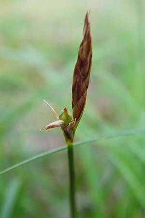 Carex supina \ Steppen-Segge, Zwerg-Segge, D Mannheim 20.5.2014