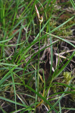 Carex supina \ Steppen-Segge, Zwerg-Segge / Dwarf Sedge, D Mannheim 20.5.2014