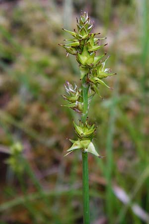 Carex spicata \ Stachel-Segge, Korkfrchtige Segge / Spicate Sedge, Prickly Sedge, D Odenwald, Erbach 30.5.2014