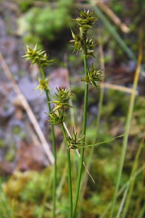 Carex spicata \ Stachel-Segge, Korkfrchtige Segge, D Odenwald, Erbach 30.5.2014