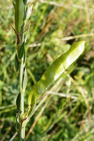 Cytisus scoparius \ Besen-Ginster / Scotch Broom, D Mainz 26.7.2014