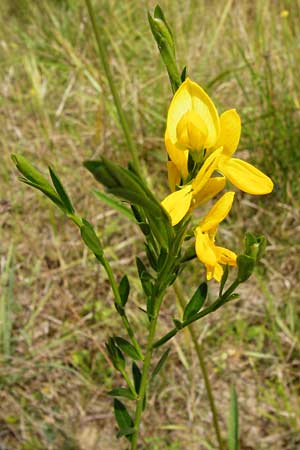 Cytisus scoparius \ Besen-Ginster / Scotch Broom, D Mainz 26.7.2014