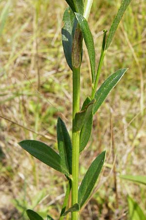 Cytisus scoparius \ Besen-Ginster / Scotch Broom, D Mainz 26.7.2014