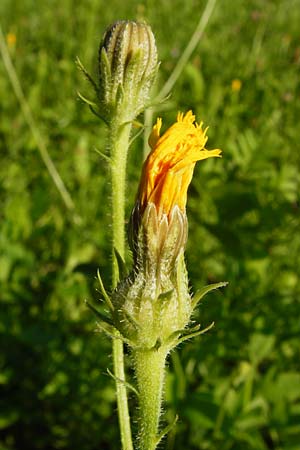 Crepis setosa \ Borstiger Pippau / Bristly Hawk's-Beard, D Altrip 2.8.2014