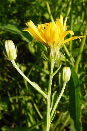 Crepis setosa \ Borstiger Pippau / Bristly Hawk's-Beard, D Altrip 2.8.2014