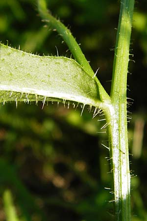 Crepis setosa \ Borstiger Pippau / Bristly Hawk's-Beard, D Altrip 2.8.2014