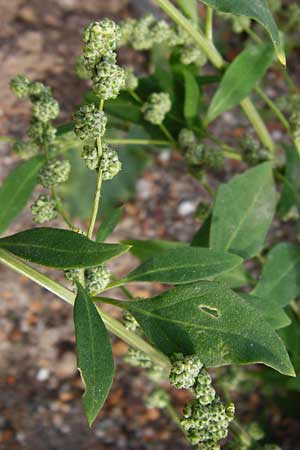 Chenopodium strictum \ Streifen-Gnsefu / Striped Goosefoot, Lateflowering Goosefoot, D Mannheim 28.9.2014