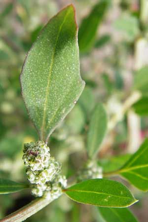 Chenopodium strictum \ Streifen-Gnsefu / Striped Goosefoot, Lateflowering Goosefoot, D Mannheim 28.9.2014