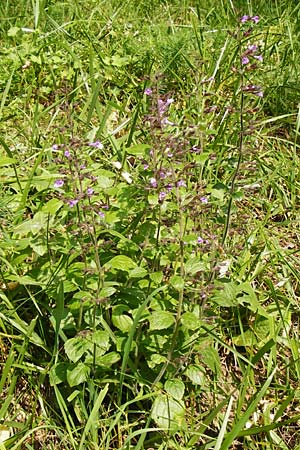 Clinopodium menthifolium subsp. menthifolium / Wood Calamint, D Bensheim 3.10.2014