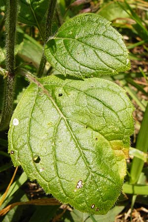 Clinopodium menthifolium subsp. menthifolium / Wood Calamint, D Bensheim 3.10.2014