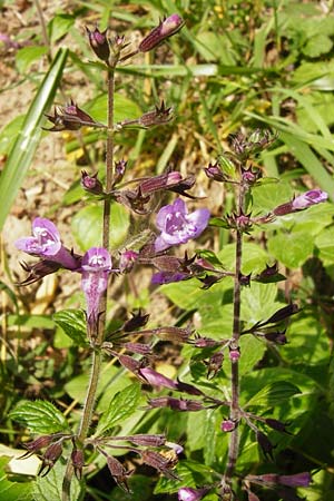 Clinopodium menthifolium subsp. menthifolium \ Wald-Bergminze / Wood Calamint, D Bensheim 3.10.2014