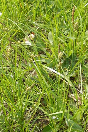 Carex tomentosa \ Filz-Segge / Downy-Fruited Sedge, D Lampertheim 1.5.2009