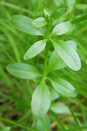 Galium palustre agg. \ Sumpf-Labkraut / Common Marsh Bedstraw, D Römerberg 9.9.2009