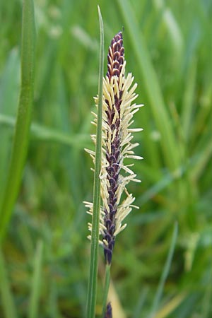 Carex acuta \ Schlank-Segge, Spitz-Segge / Acute Sedge, Slender Tufted Sedge, D Günzburg 8.5.2010