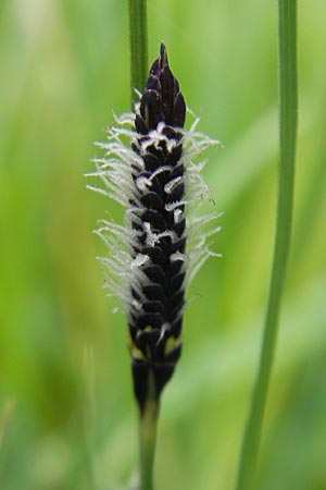 Carex acuta \ Schlank-Segge, Spitz-Segge / Acute Sedge, Slender Tufted Sedge, D Günzburg 8.5.2010