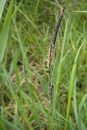 Carex acuta \ Schlank-Segge, Spitz-Segge / Acute Sedge, Slender Tufted Sedge, D Günzburg 8.5.2010