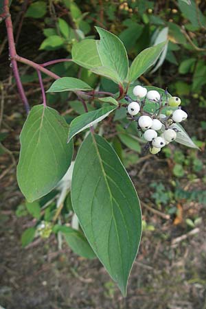 Cornus alba agg. / Red-Barked Dogwood, Siberian Dogwood, D Mannheim 10.8.2011