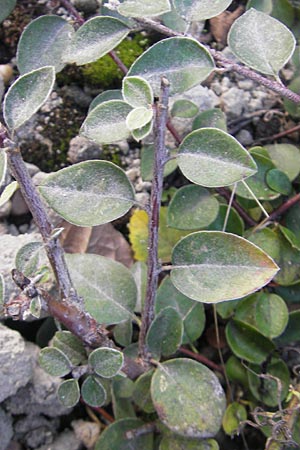 Cotoneaster integerrimus / Wild Cotoneaster, D Ludwigshafen 19.10.2011