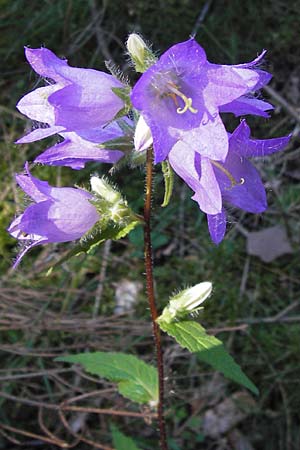 Campanula trachelium \ Nesselblttrige Glockenblume / Nettle-Leaved Bellflower, D Eberbach 23.7.2012