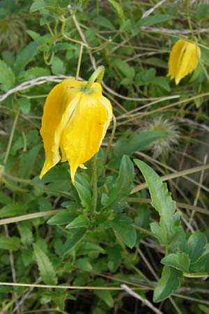 Clematis tangutica \ Gold-Waldrebe, Mongolische Waldrebe / Golden Clematis, D Heidelberg 2.8.2012