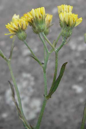 Crepis tectorum / Narrow-Leaved Hawk's-Beard, D Mannheim 20.6.2013