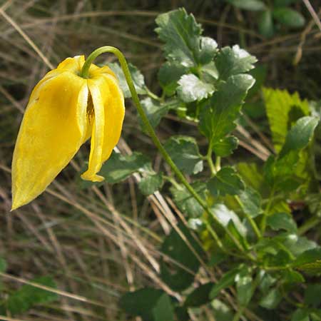 Clematis tangutica \ Gold-Waldrebe, Mongolische Waldrebe, D Heidelberg 1.9.2013