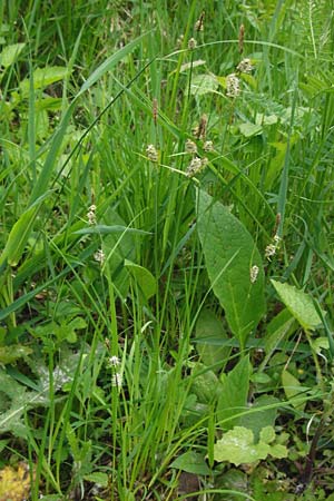 Carex tomentosa \ Filz-Segge, D Mannheim 29.4.2014