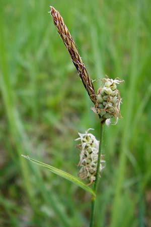 Carex tomentosa \ Filz-Segge, D Mannheim 29.4.2014