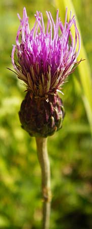 Cirsium tuberosum \ Knollige Kratzdistel, Knollen-Kratzdistel, D Ketsch 2.7.2014