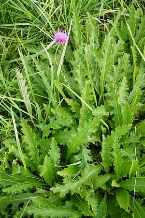 Cirsium tuberosum \ Knollige Kratzdistel, Knollen-Kratzdistel, D Oppenheim 9.8.2014